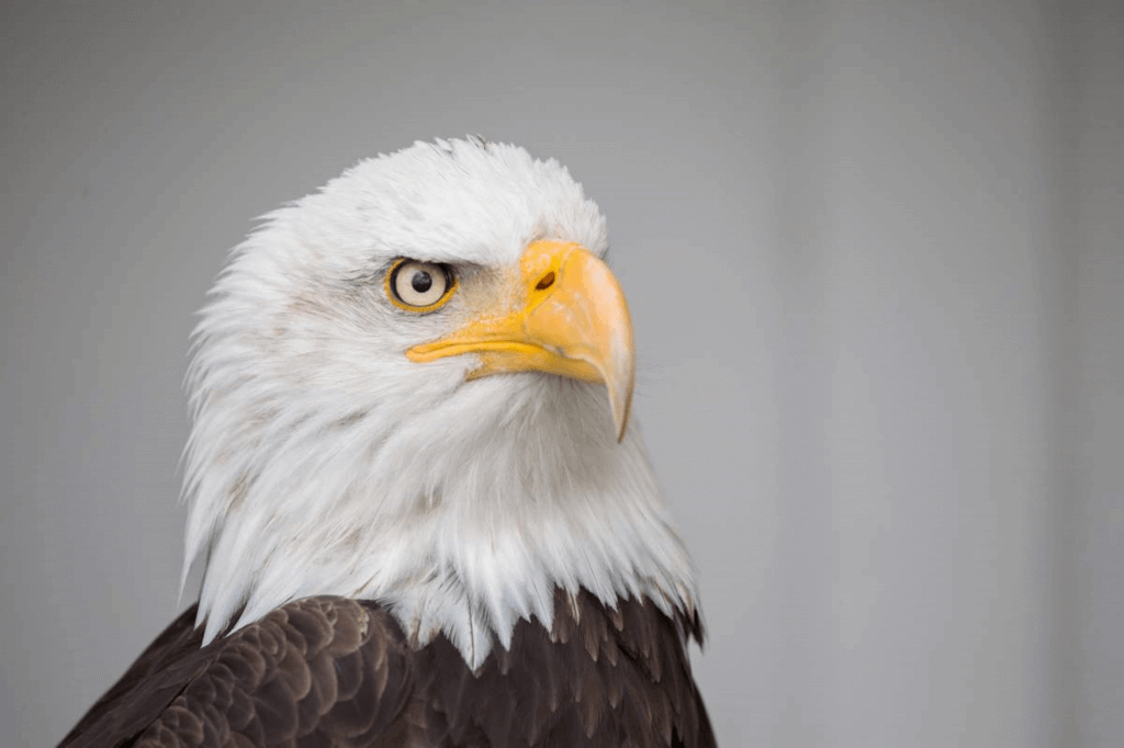 American Eagle Day (Thursday, June 20th, 2025)