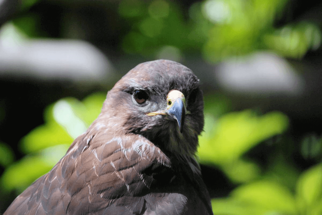 Buzzard