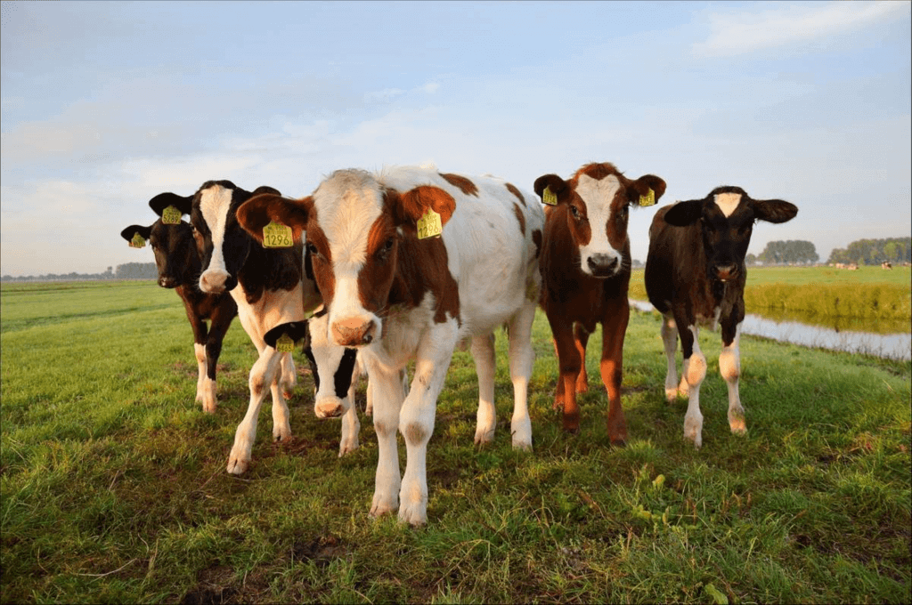 Cow