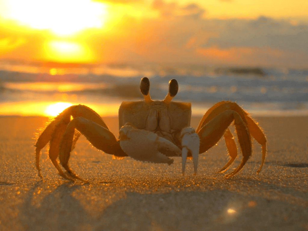 Crab-Stuffed