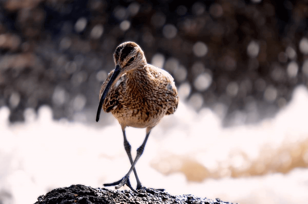 Curlew