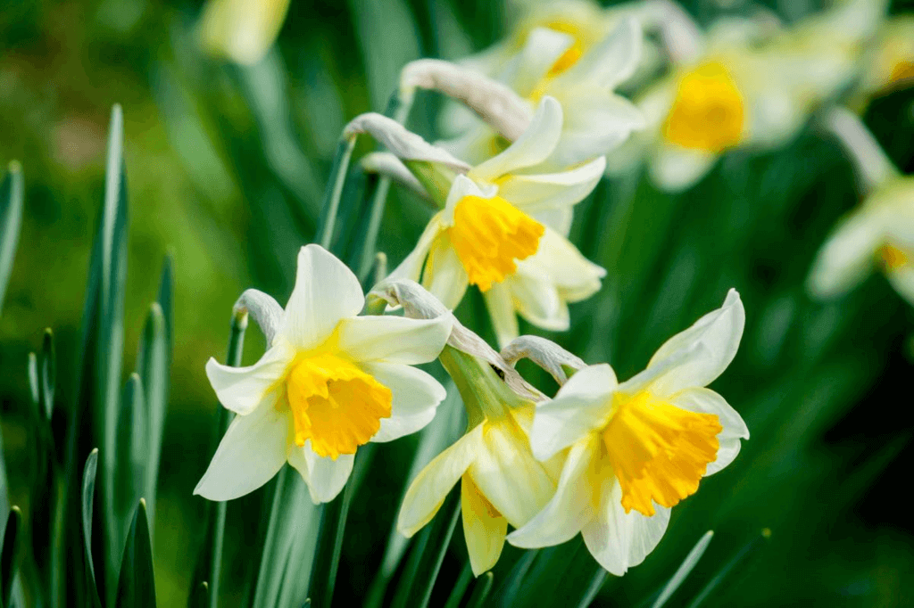 Daffodil Day (Friday, August 23rd, 2024)