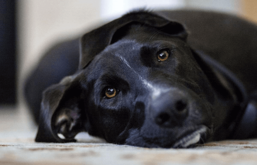 Dog Farting Awareness Day (Tuesday, April 8th, 2025)