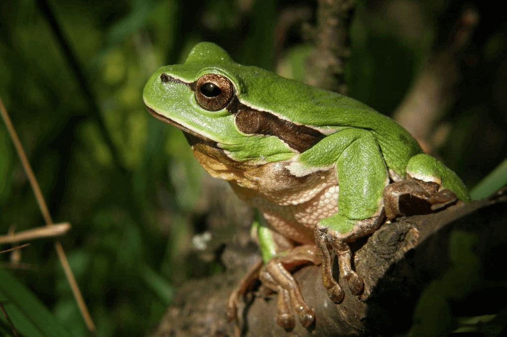 Frog