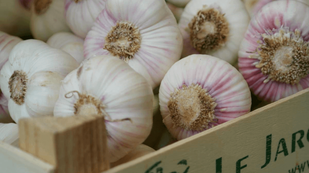 Garlic