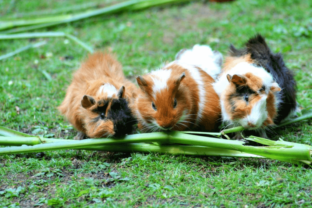 Guinea Pig Appreciation Day (Tuesday, July 16th, 2024)