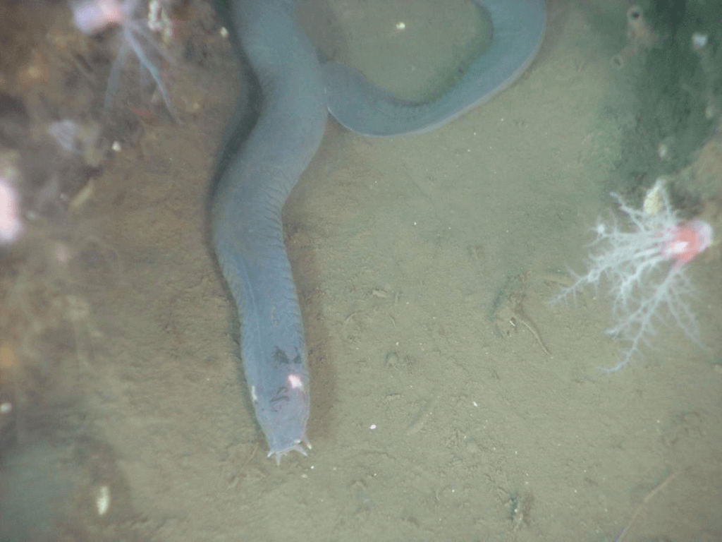 Hagfish