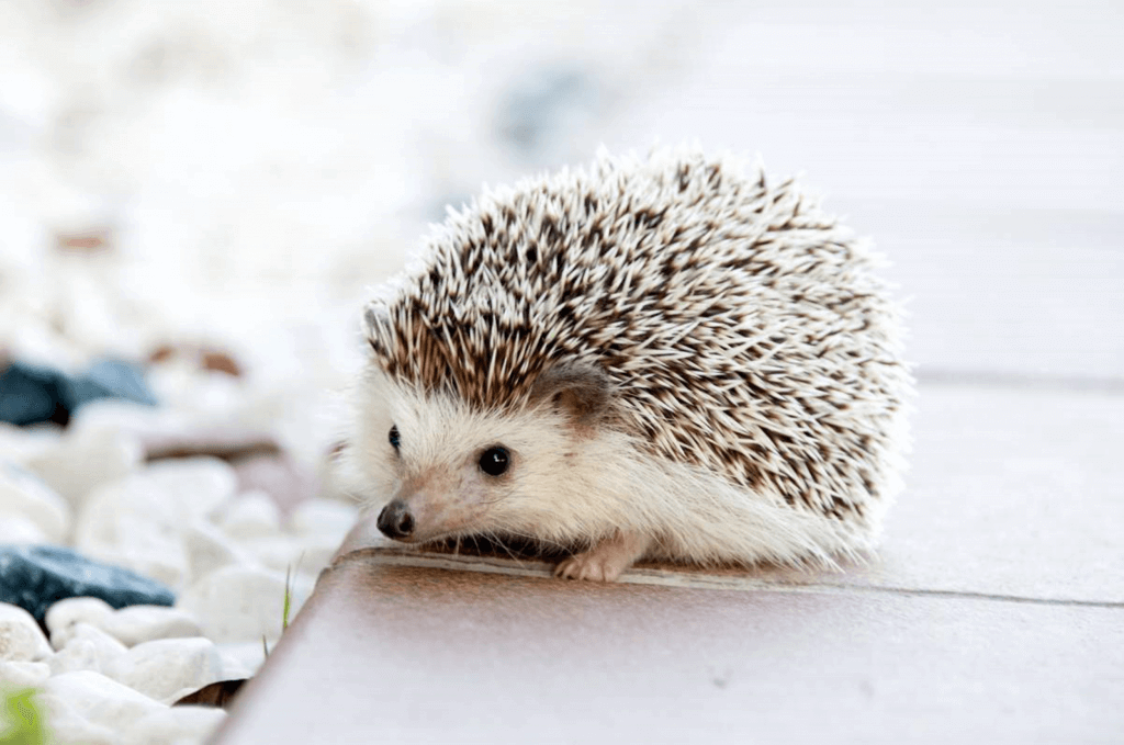 Hedgehog Day (Sunday, February 2nd, 2025)