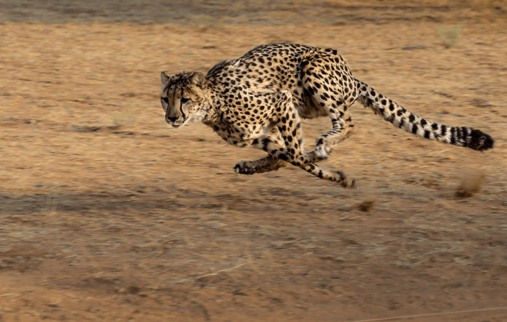 International Cheetah Day (Wednesday, December 4th, 2025)