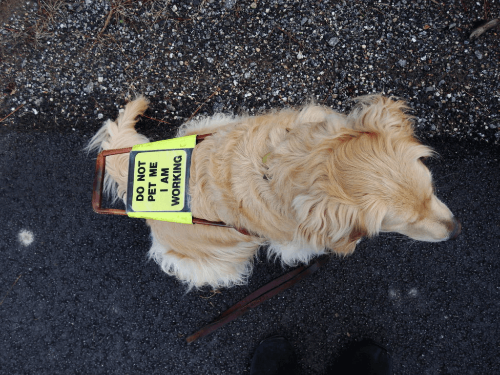 International Guide Dog Day (Wednesday, April 24th, 2024)