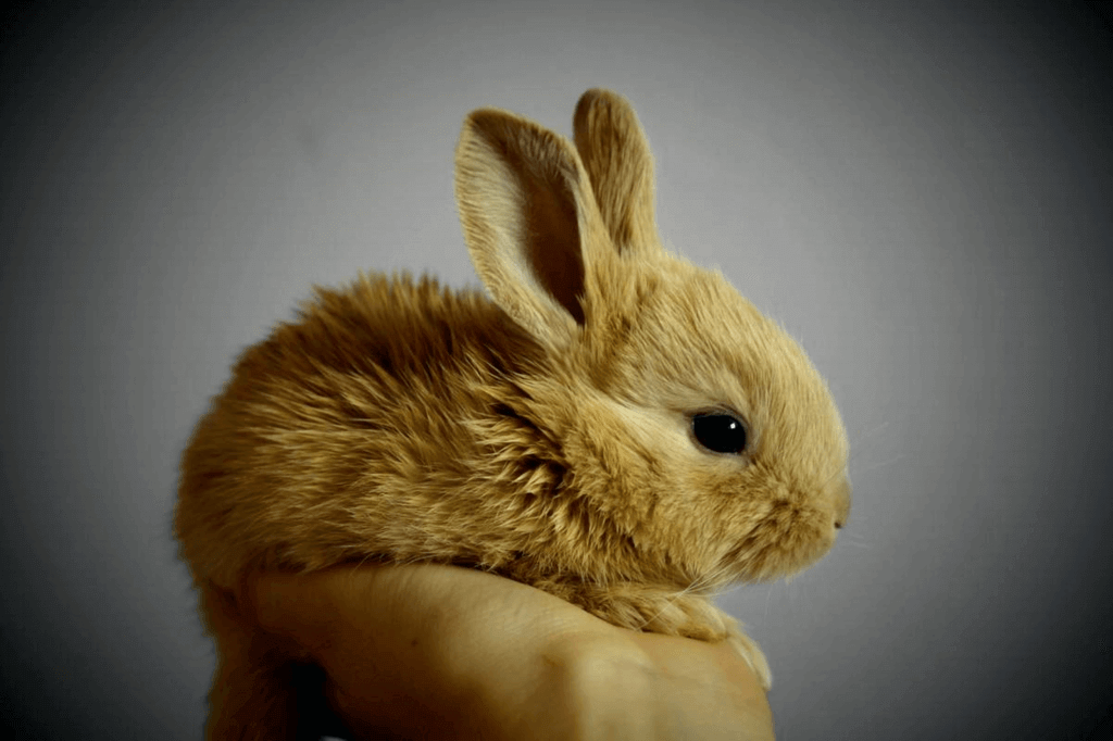 International Rabbit Day (Saturday, September 28th, 2024)
