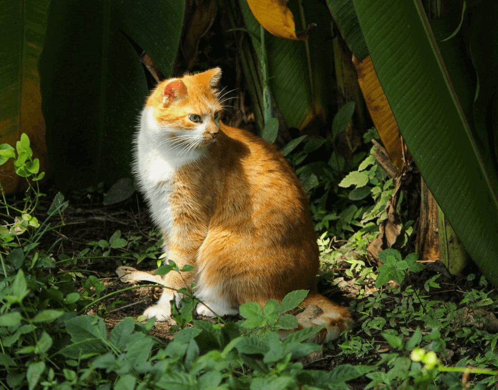 When Is International Cat Day 2025 Winna Kamillah