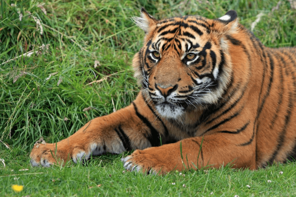 International Tiger Day (Monday, July 29th, 2024)