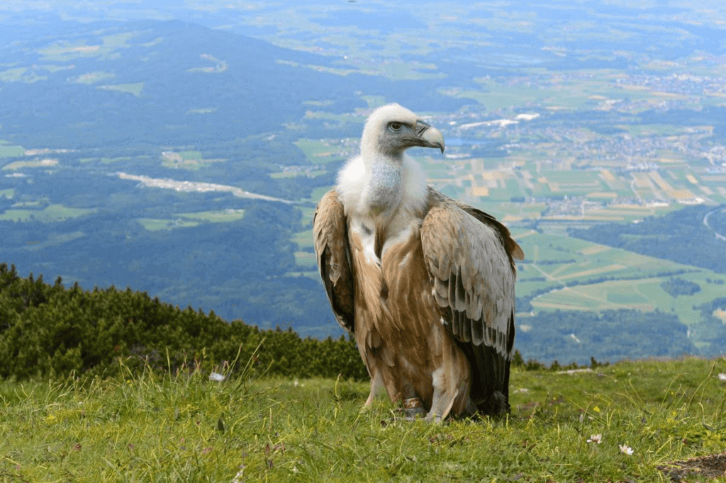 International Vulture Awareness Day (Saturday, September 7th, 2024)