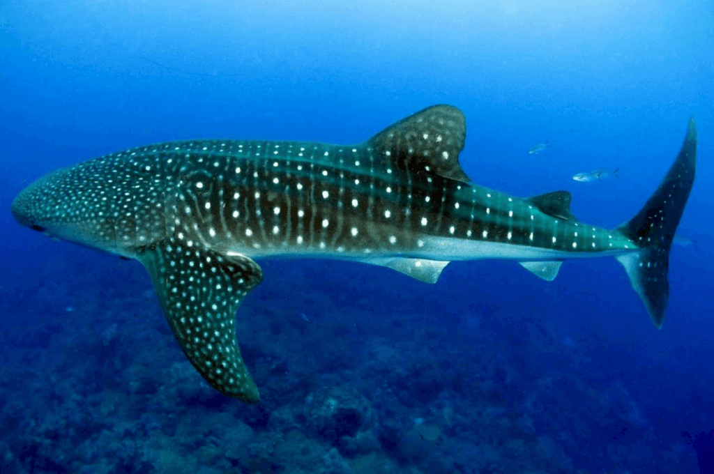 International Whale Shark Day Tuesday August 30th 2022 