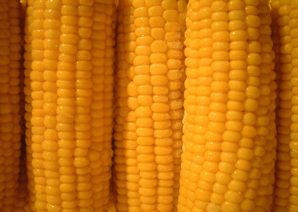 Maize