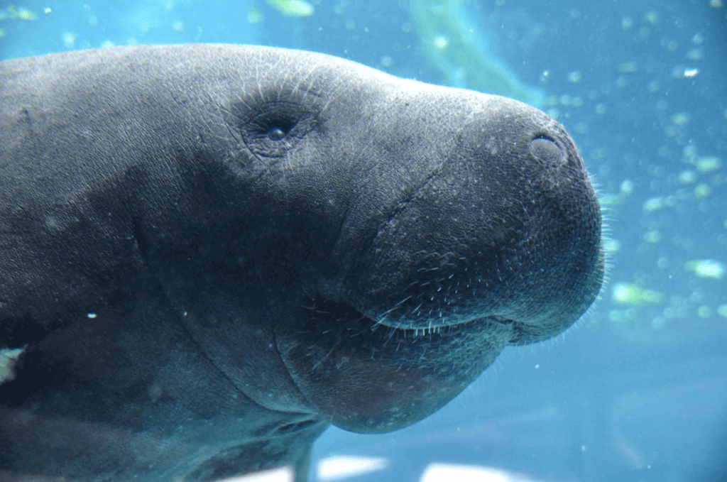 Manatee Appreciation Day (Wednesday, March 27th, 2024)