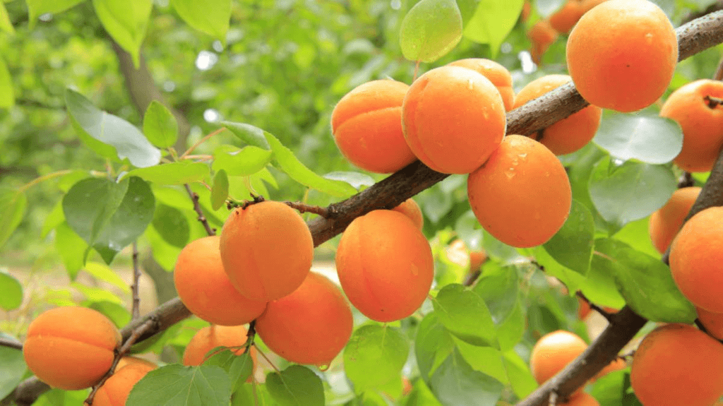 National Apricot Day (Thursday, January 9th, 2025)