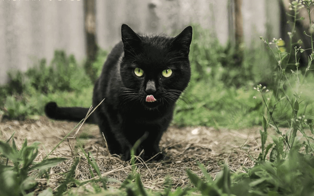 National Black Cat Appreciation Day (Sunday, August 17th, 2025)