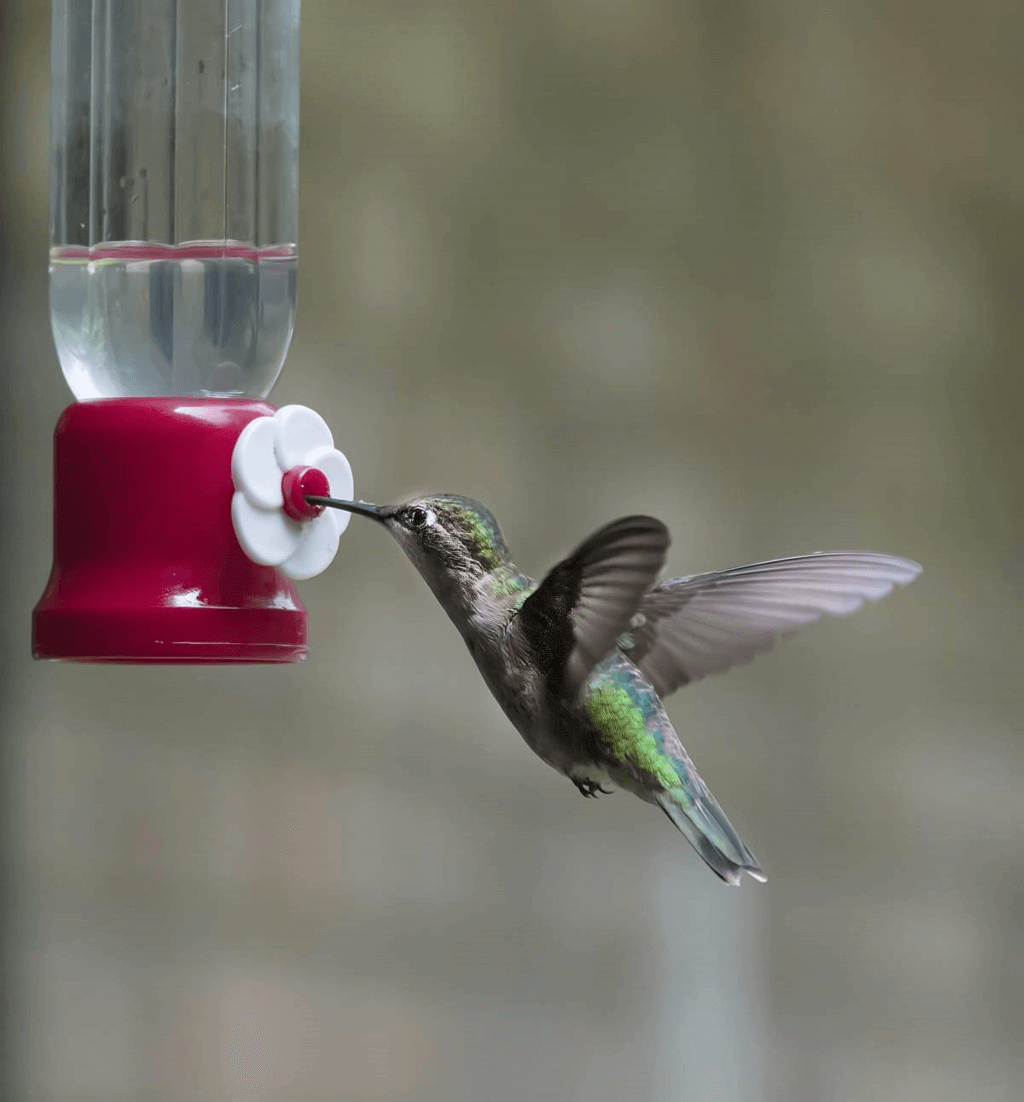 National Butterfly and Hummingbird Day (Thursday, October 3rd, 2024)