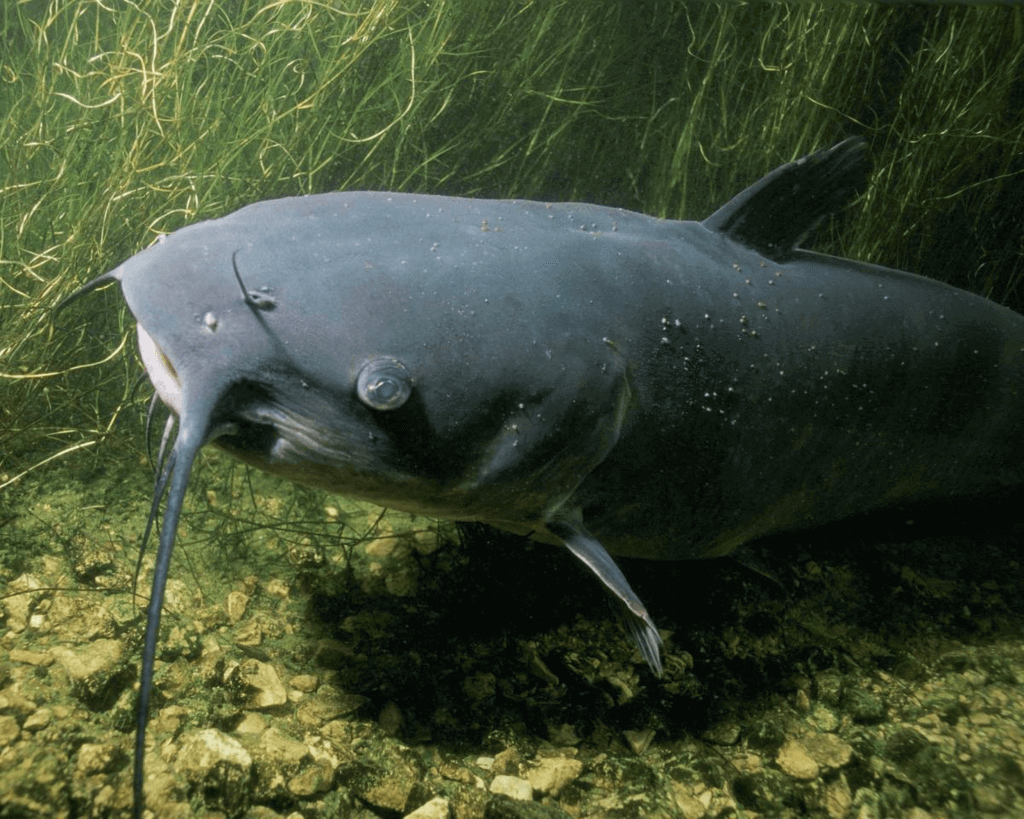 National Catfish Day (Tuesday, June 25th, 2024)
