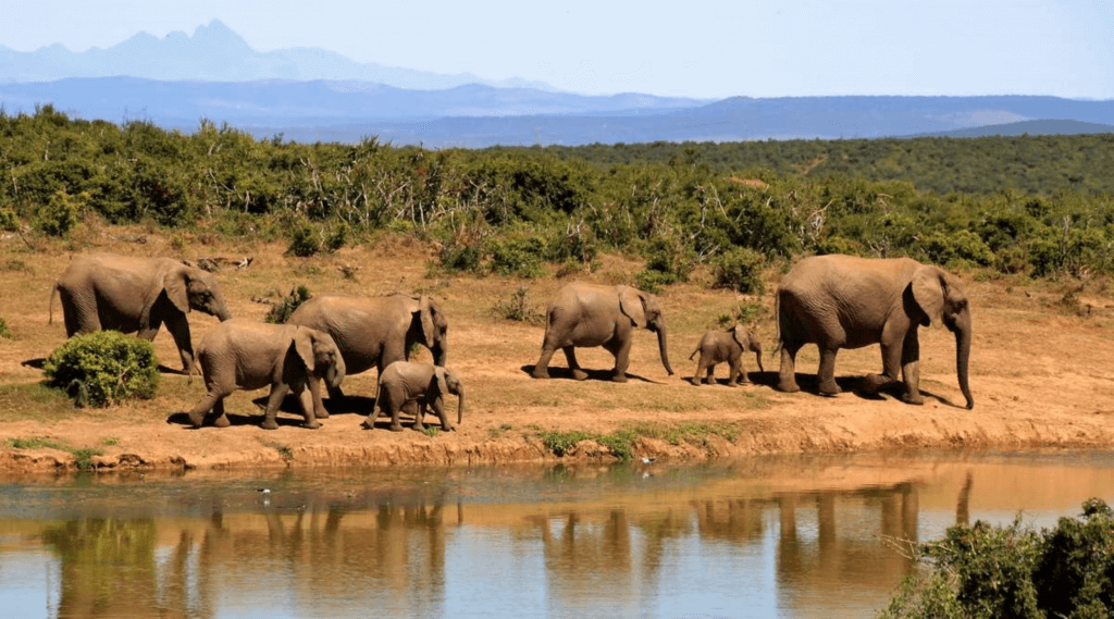 National Elephant Appreciation Day (Sunday, September 22nd, 2024)