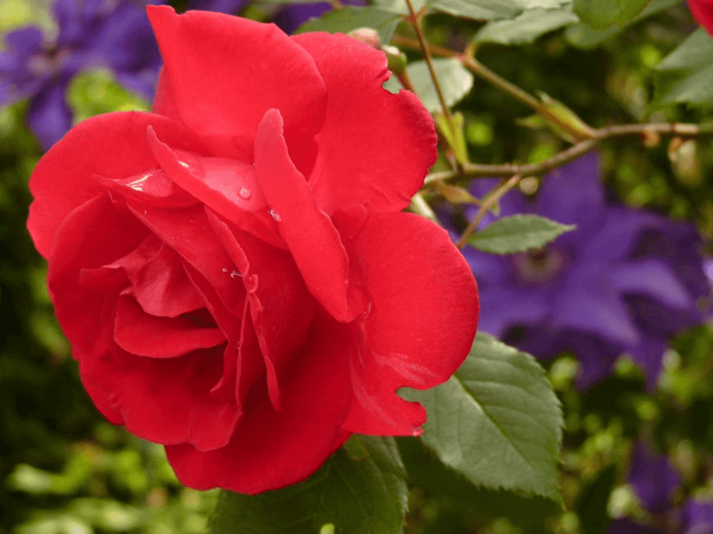 National Flower Day (Monday, October 7th, 2024)