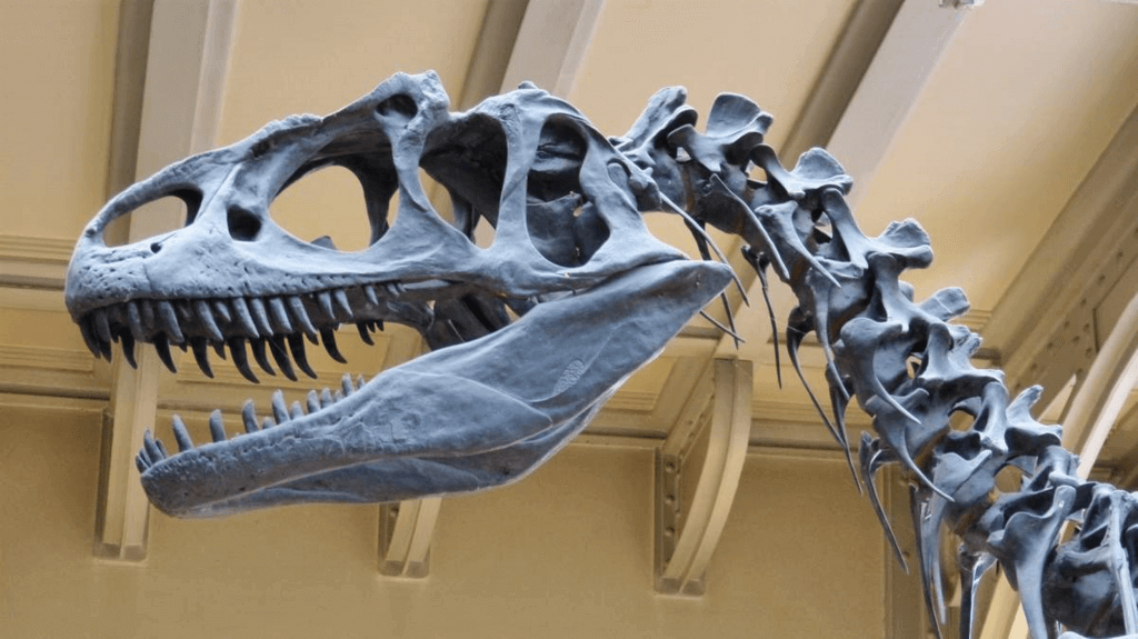 National Fossil Day (Wednesday, October 16th, 2024)