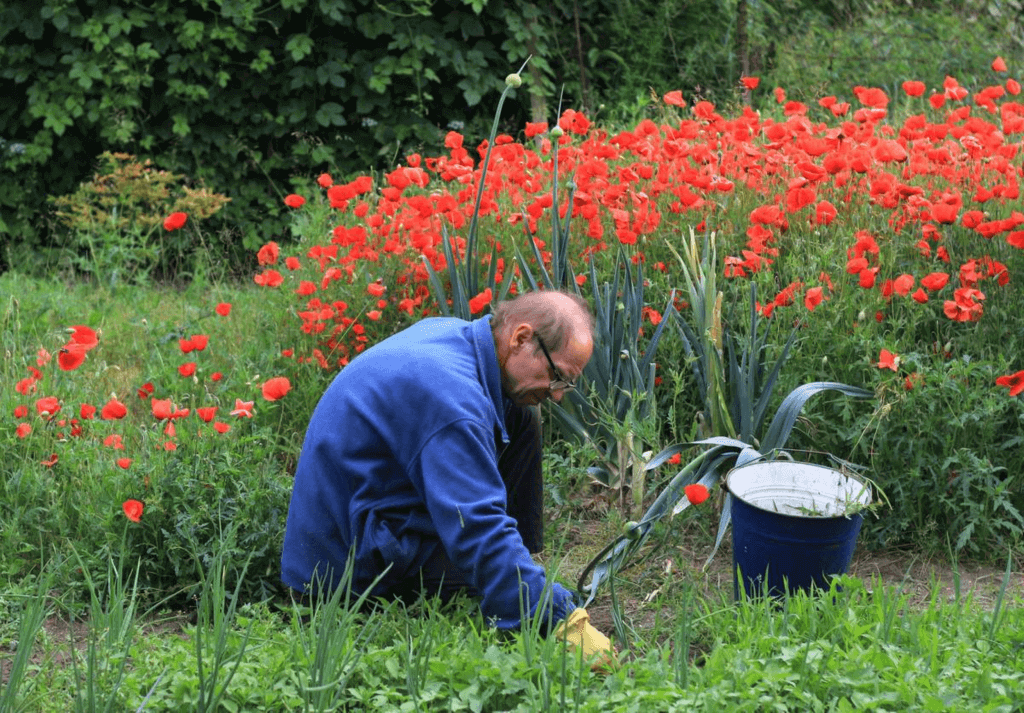 National Gardening Exercise Day (Thursday, June 6th, 2024)