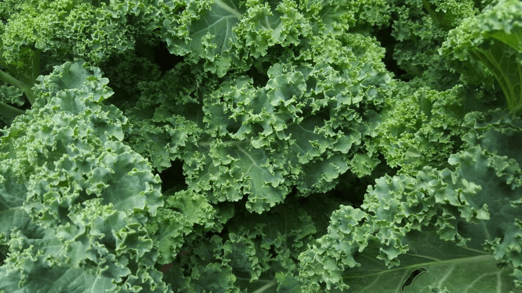 National Kale Day (Wednesday, October 2nd, 2024)