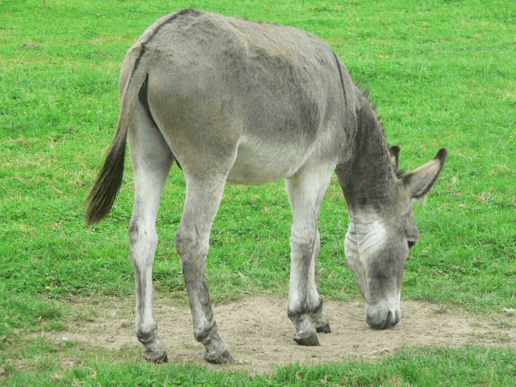 National Mule Day (Thursday, October 26th, 2023)