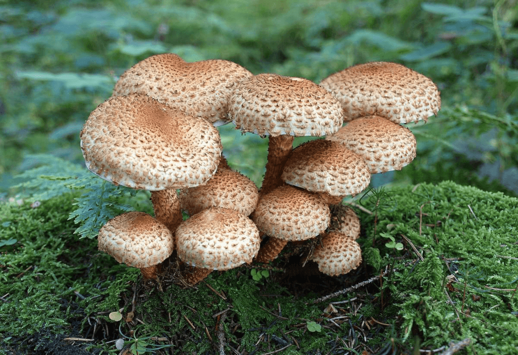 National Mushroom Day (Sunday, October 15th, 2023)