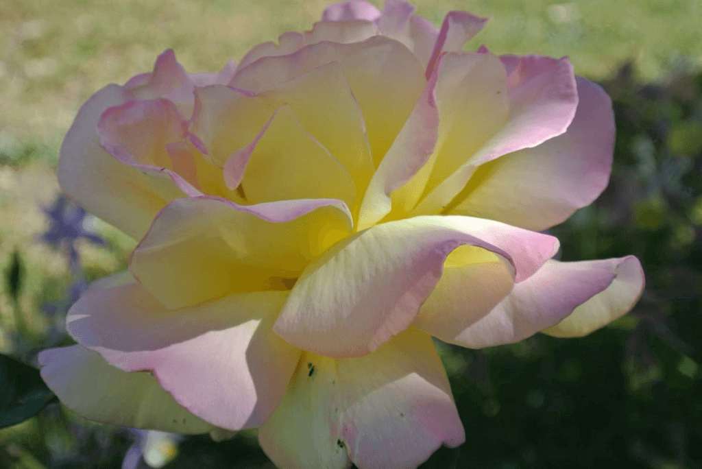 National Peace Rose Day (Monday, April 29th, 2025)