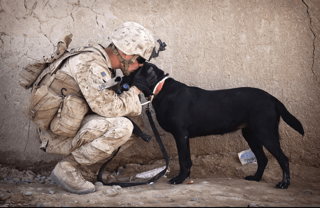 National Pets for Veterans Day (Monday, October 21st, 2024)