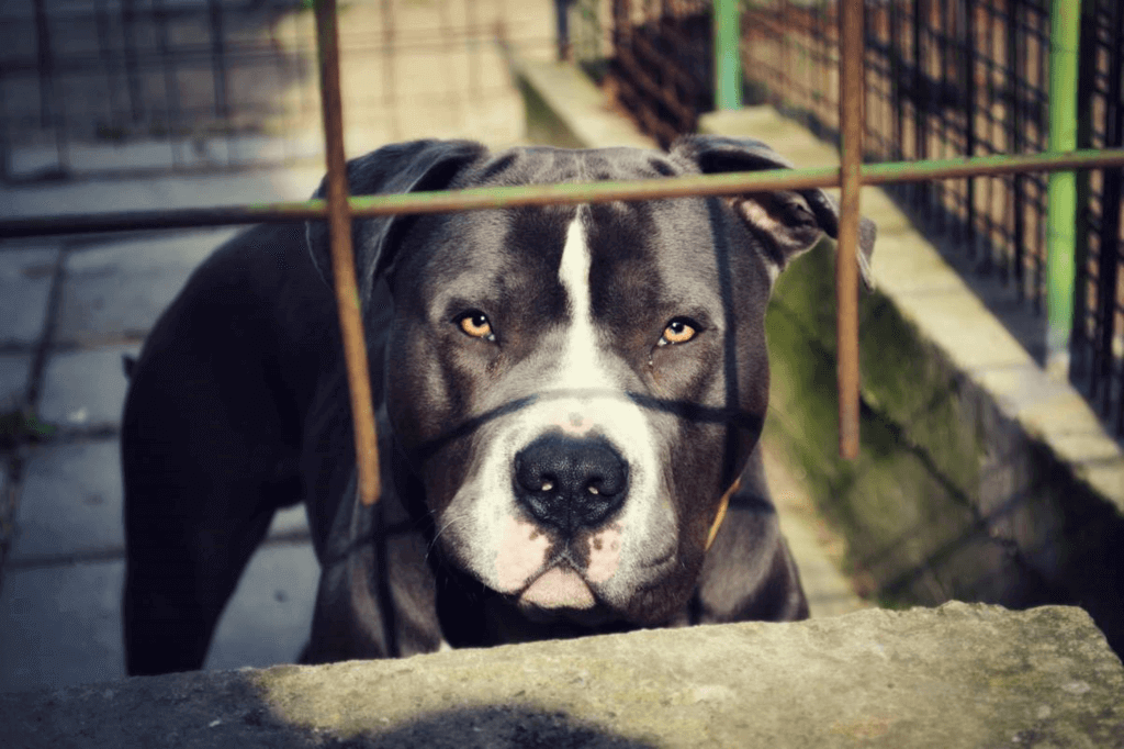 National Pit Bull Awareness Month – The Gentle Pit
