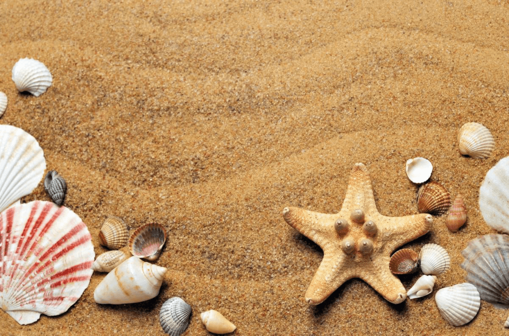 National Seashell Day (Friday, June 21st, 2024)