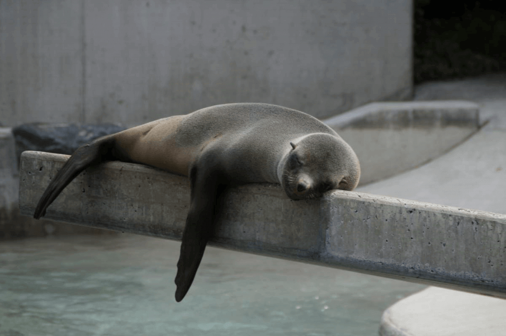 National Napping Day 2025