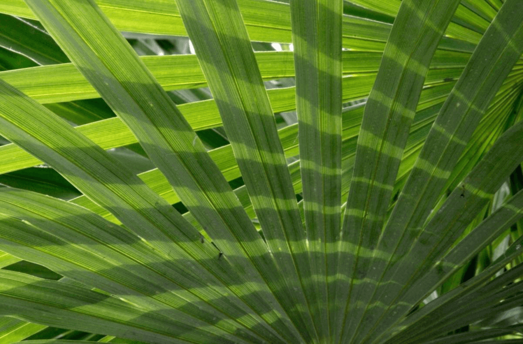 Palm Sunday (Sunday, March 24th, 2024)