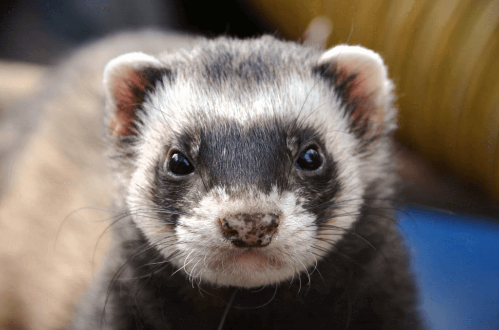 Pop Goes The Weasel Day Wednesday June 14th 2023 