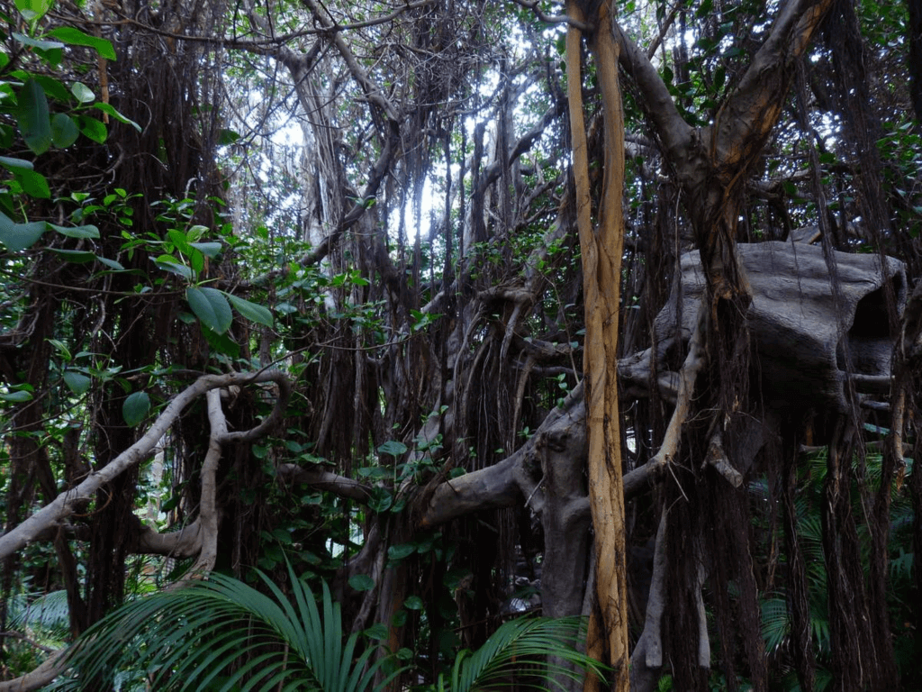 Rainforest Day (Saturday, October 19th, 2024)