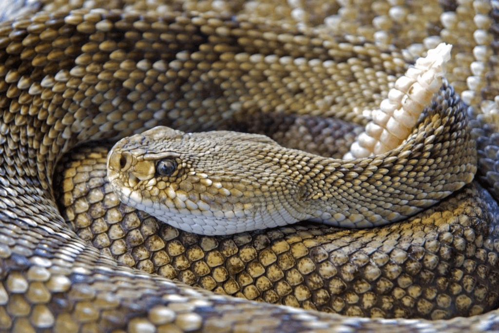 Rattlesnake