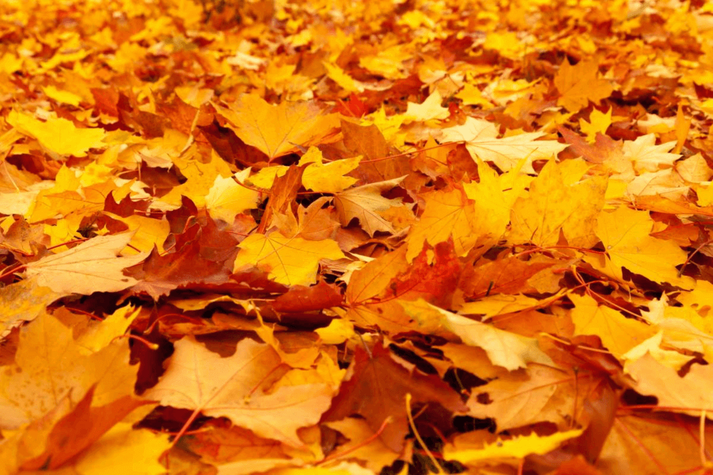 Samhain (Thursday, October 31st, 2024)
