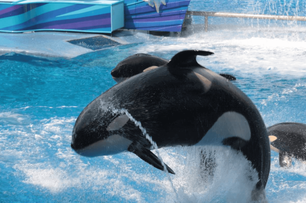 Shamu