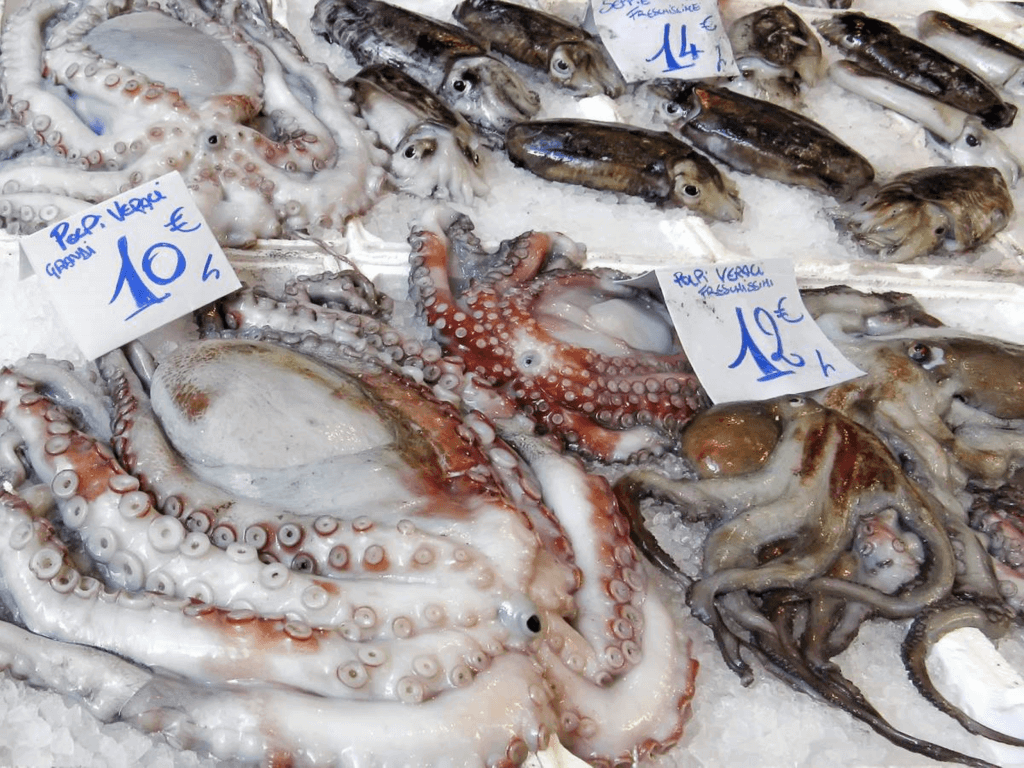 Squid and Cuttlefish Day (Tuesday, October 10th, 2023)