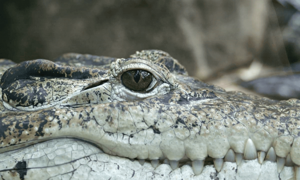 Steve Irwin Day (Wednesday, November 15th, 2023)