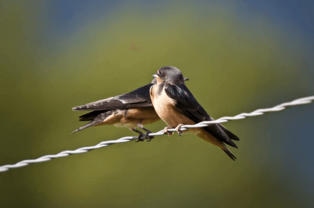 Swallows Depart from San Juan Capistrano Day (Wednesday, October 23rd