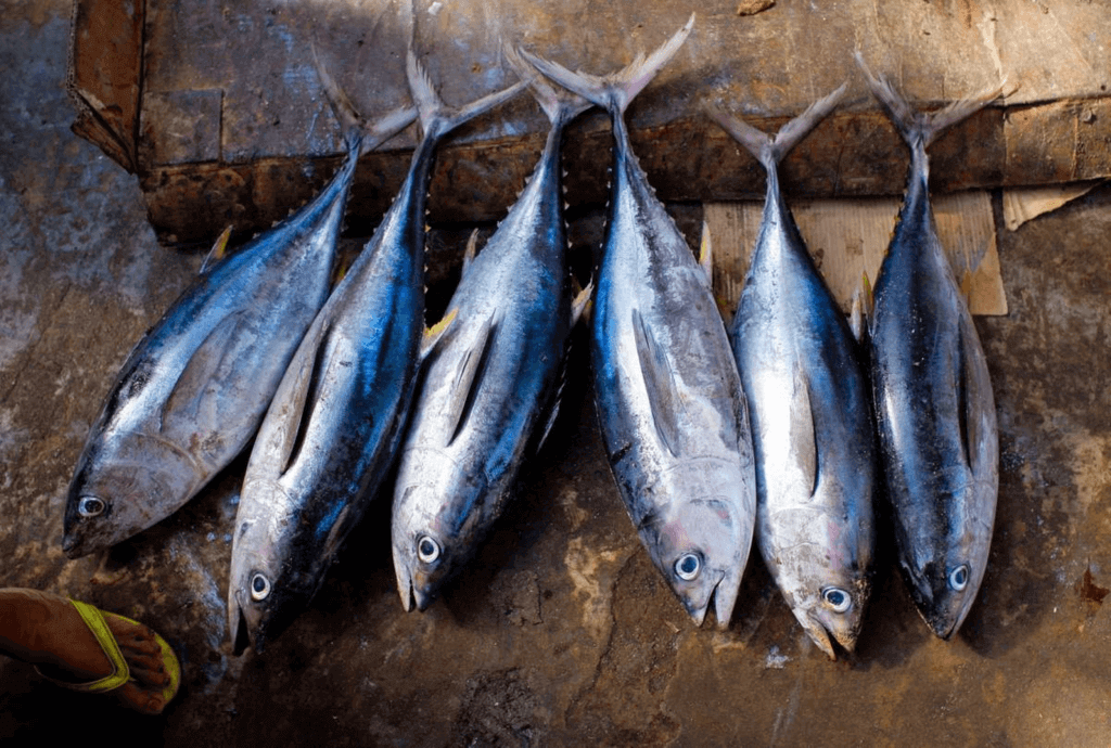 Tuna Rights Day 2025