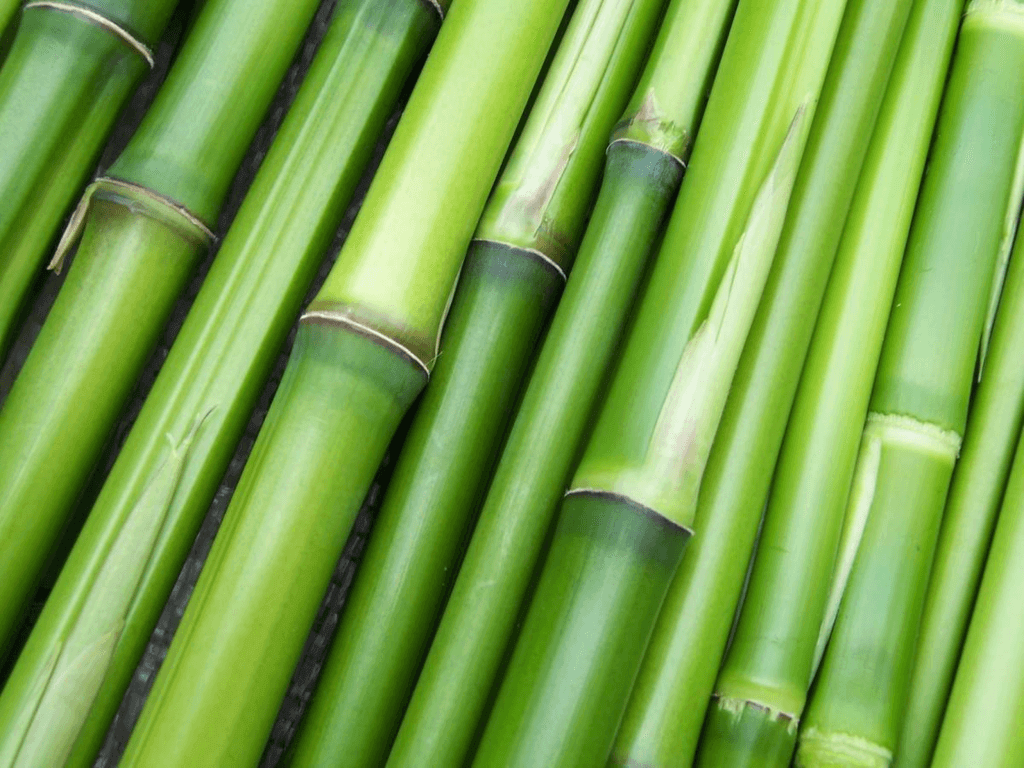 World Bamboo Day (Wednesday, September 18th, 2024)