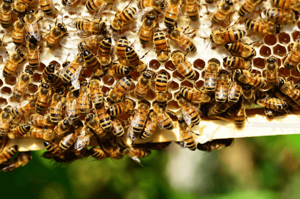 World Bee Day (Monday, May 20th, 2024)