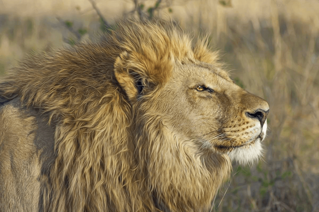 World Lion Day (Sunday, August 10th, 2025)